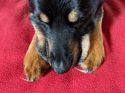 Dog resting her head on her paws