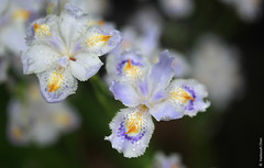 Iris japonica (シャガ, Shaga)