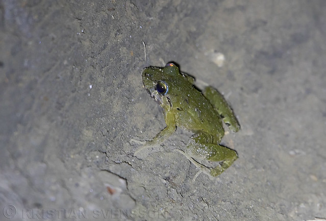 Rain or Robber Frog sp. (Pristimantis sp.)