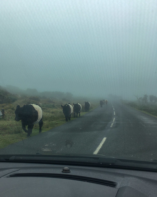 Cows on Road to St Just