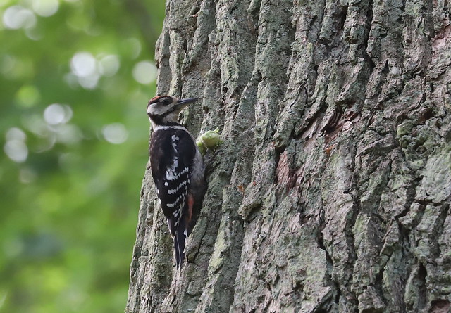 Stor flagspætte (Great Spotted Woodpecker / Dendrocopos major)