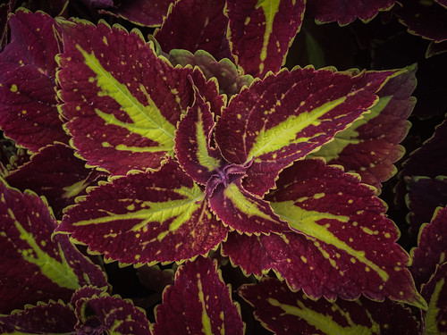 coleus annual plant colorful varities greenhouse detail botanical landscapecourse iphoneonly iphone iphone7plus lamiaceae