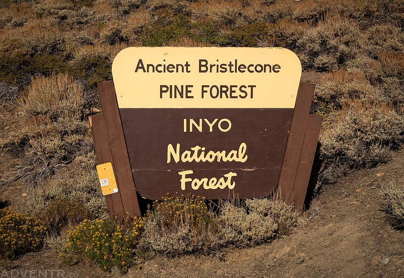 Ancient Bristlecone Pine Forest Sign