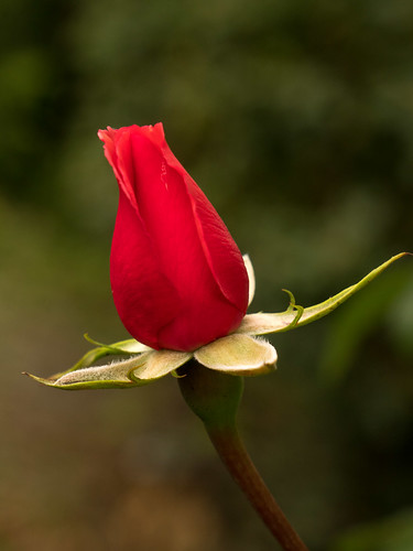 September rose | by xmore
