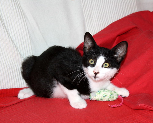 Maki, gatito blanquinegro muy guapo con perilla esterilizado, nacido en Junio´20 en adopción. Valencia. 50313058816_77371f7006