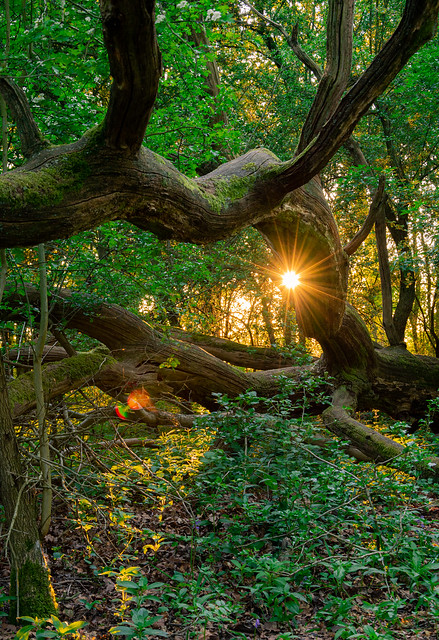 Sun burst in the forest