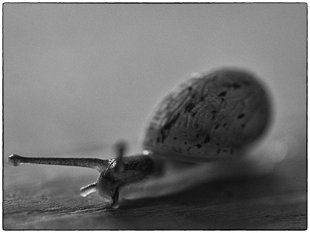 little snail