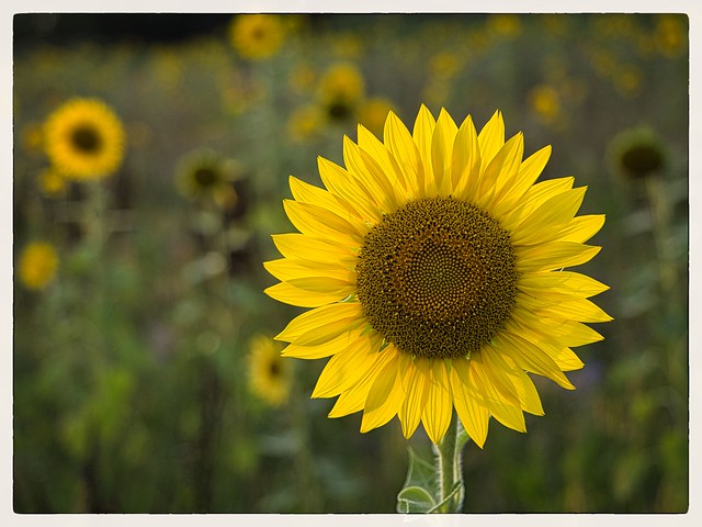Sonnenblume 1