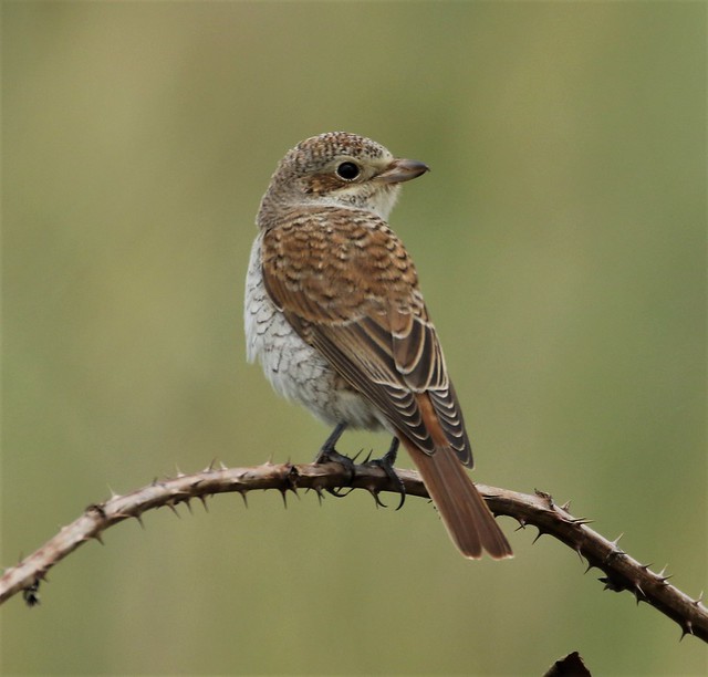 red backed shrike