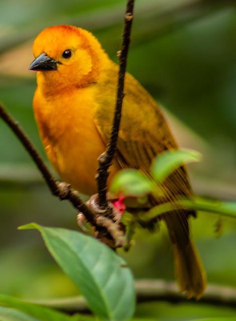 Portrait of a Yellow Bird