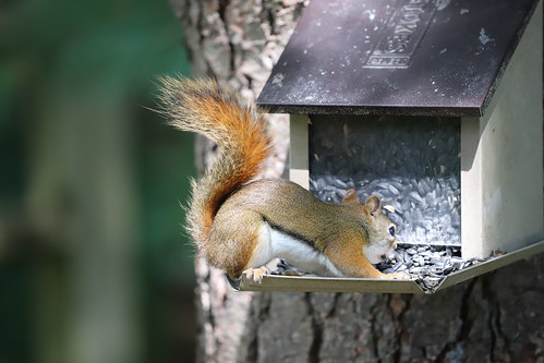 Backyard Red & Fox Squirrels (Ypsilanti, Michigan) - Augus… | Flickr