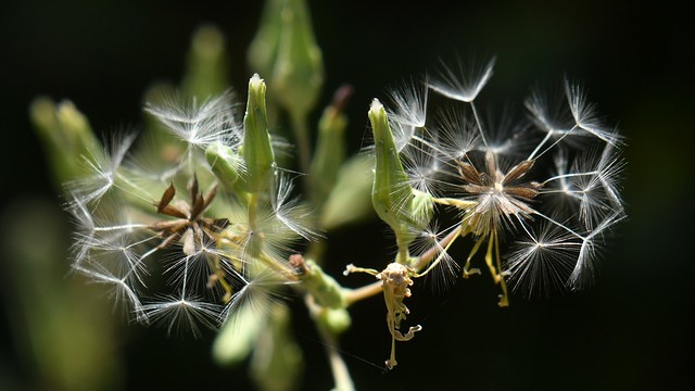 New seeds of non-native Prickly Lettuce