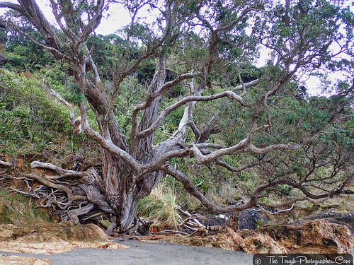 Taupiri Bay_Pohutukawa tree twisty roots wide | by Julie Camera Vause. NZ