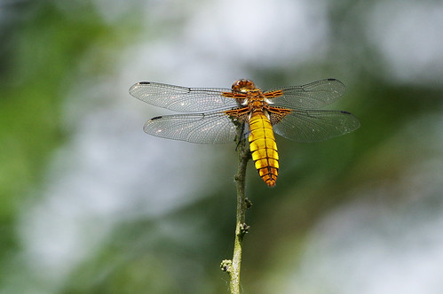 cambridgeshire libelluladepressa broadbodied chaser dragonfly insect nature wild wildlife