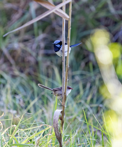 sydney birds nativebirds
