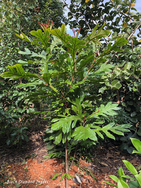 Athertonia diversifolia - Atherton Oak