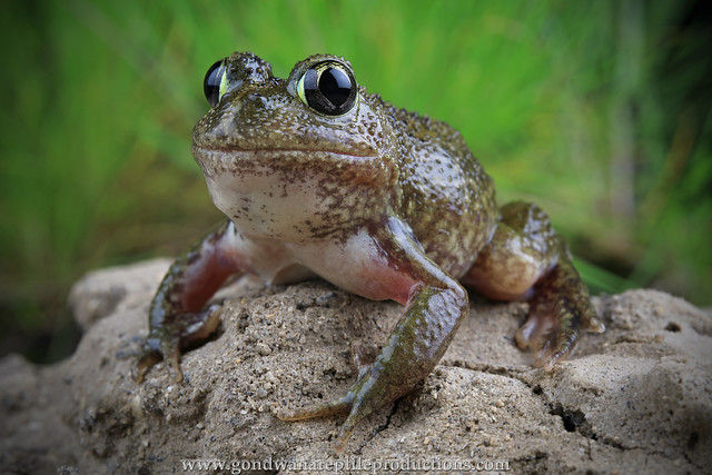 The Sudell's Frog