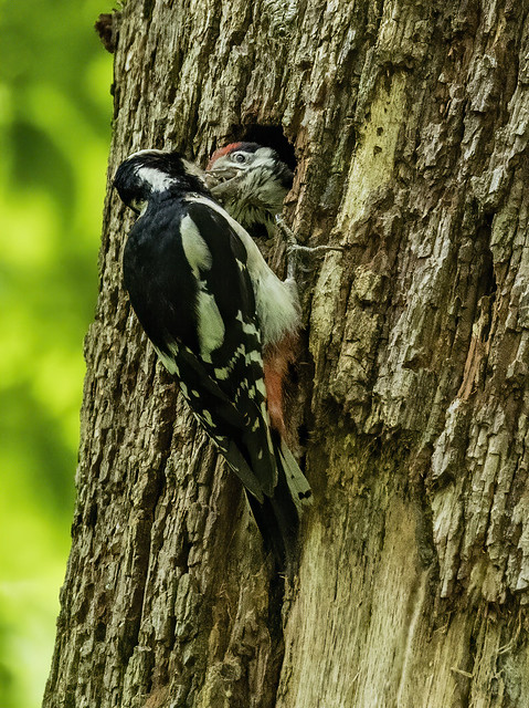 Great Spotted Woodpecker feeding young