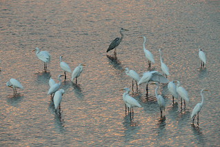 Great egrets and one grey heron