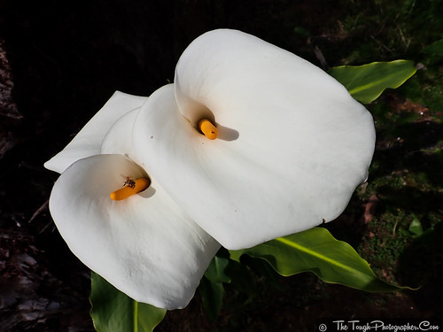 Helena Bay cafe_Canna lilies and a Bee | by Julie Camera Vause. NZ
