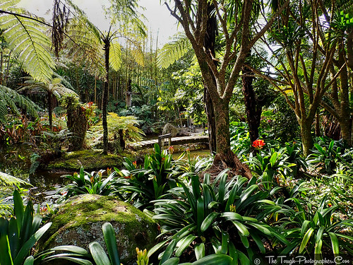 Helena Bay cafe garden-clivia and trees | by Julie Camera Vause. NZ