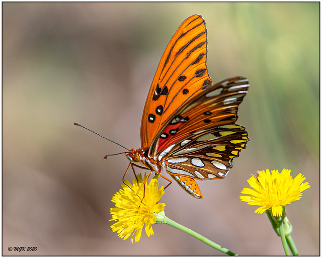 Gulf Fritillary Butterfly on Dandelion -Explore- DSC_9927