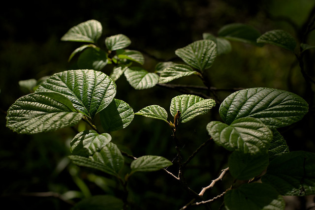 sunlight on leafs
