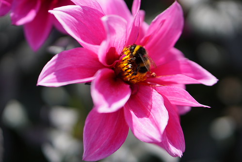 deep pink with a small bee | by quietpurplehaze07