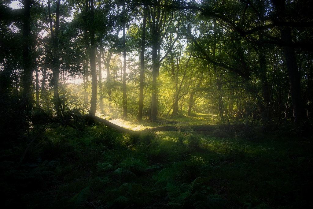 Mystical Forest [Explored🌟]