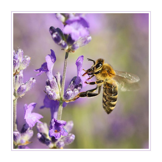 Honeybee on Lavender Flowers