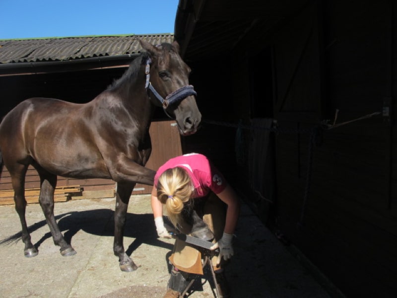 Hampshire Hoofcare - Barefoot Shoeing