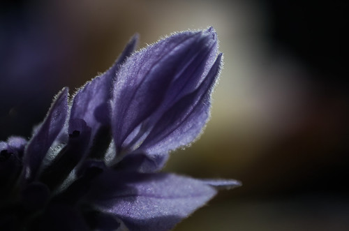 pentax k50 supermulticoatedmacrotakumar50mmf4 reversedlens macro flower lavender dailyinseptember2020
