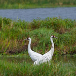 Whooping Cranes, Necedah National Wildlife Refuge Whooping Cranes at Necedah National Wildlife Refuge.

After intensive  management, habitat restoration and captive breeding there are now about 800 Whooping Cranes worldwide, up from the 15 or so decades ago.