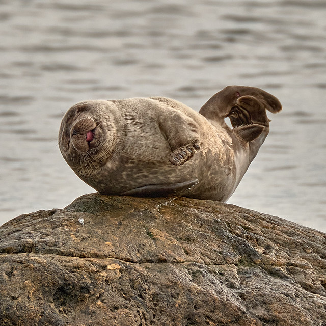 A very happy common seal