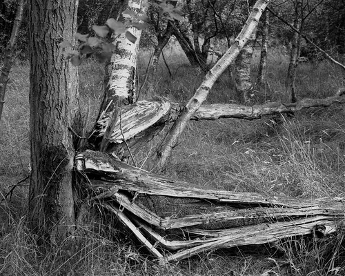 hyonswood landscape largeformat blackandwhite monochrome 4x5 ruralnortheast ancientwoodland walkertitansf ilfordortho hc110