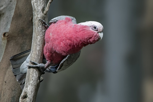 Galah 2020-08-31 (7D_182A5327)