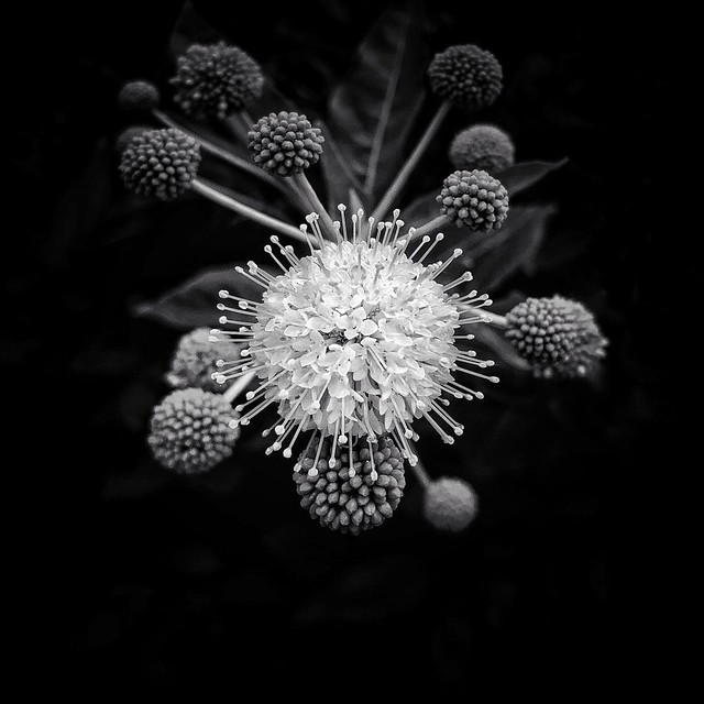 Buttonbush bloom in the time of Covid-19