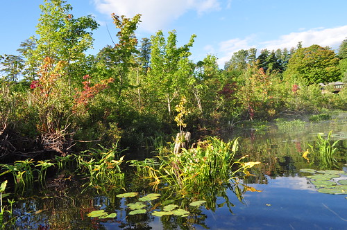 lakegeorgeny swamp waterlilies pickerelweed viewfromkayak