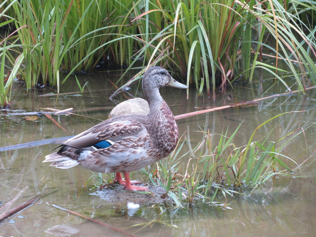 Bue-winged Teal Duck