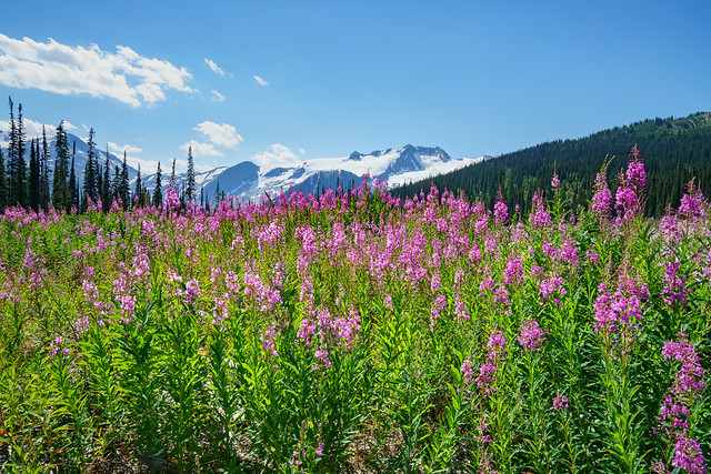 Fireweed and the Quintet Peaks at the Silver Basin trailhead, Bugaboo Provincial Park, BC
