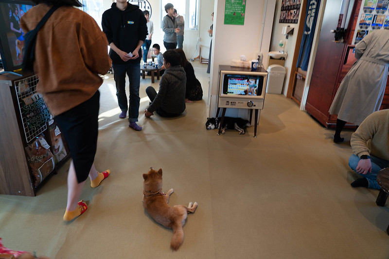 鎌倉の柴犬カフェ