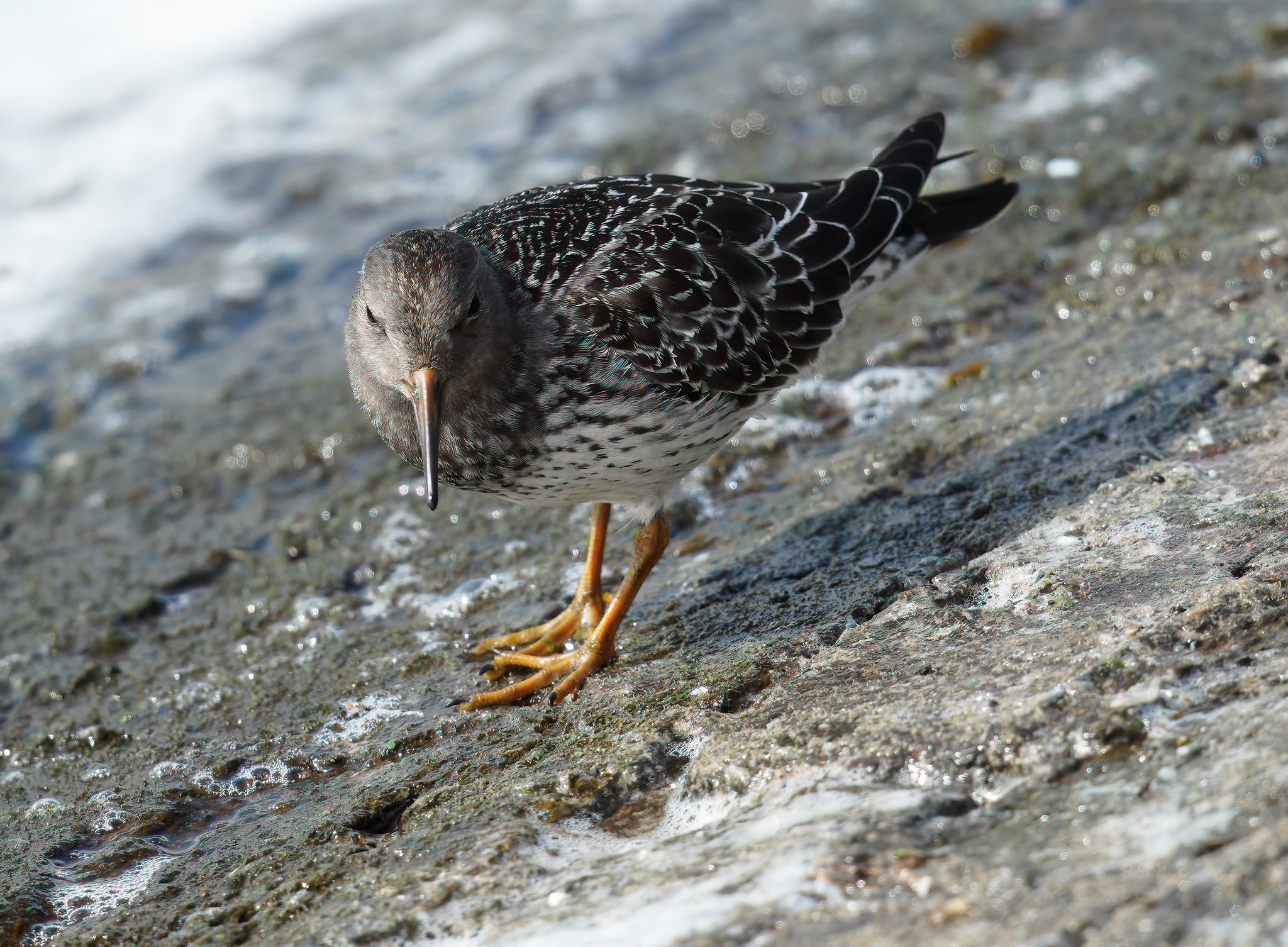 Juv. Purple Sandpiper - messing with CiZoom on A7R4