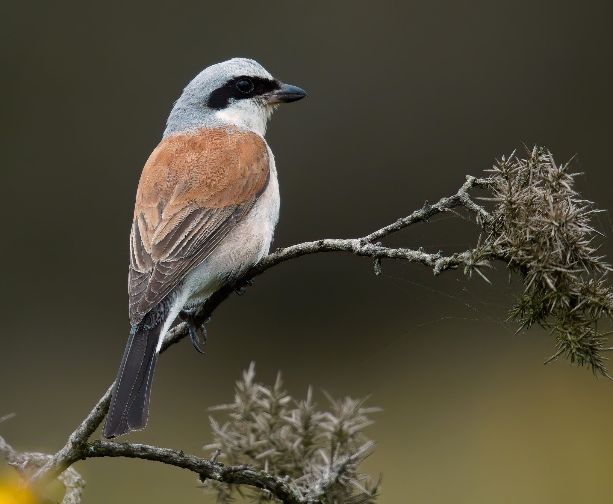 Male Red-backed Shrike - messing with CiZoom on A7R4