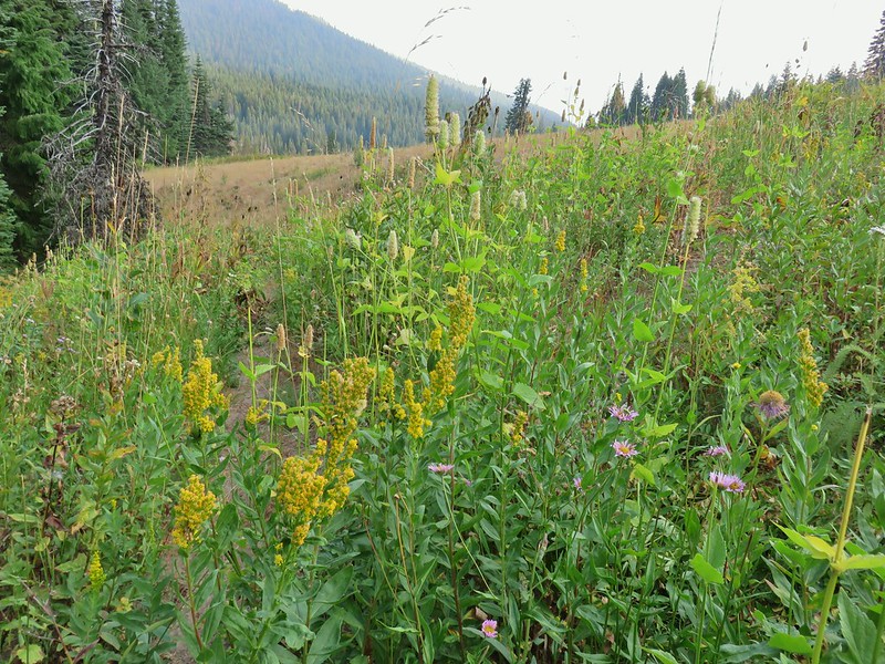 Goldenrod and other wildflowers along the Whitehorse Meadows Trail
