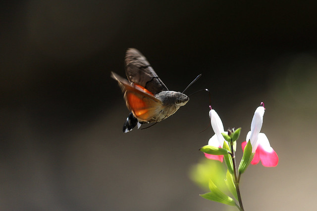 Hummingbird Hawk Moth.  Macroglossum stellatarum