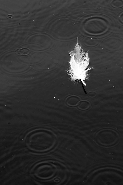 Teich im Regen- Pond in the rain -S9060407