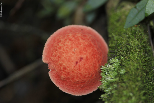 Unknown Basidiomycete fungus from Singapore