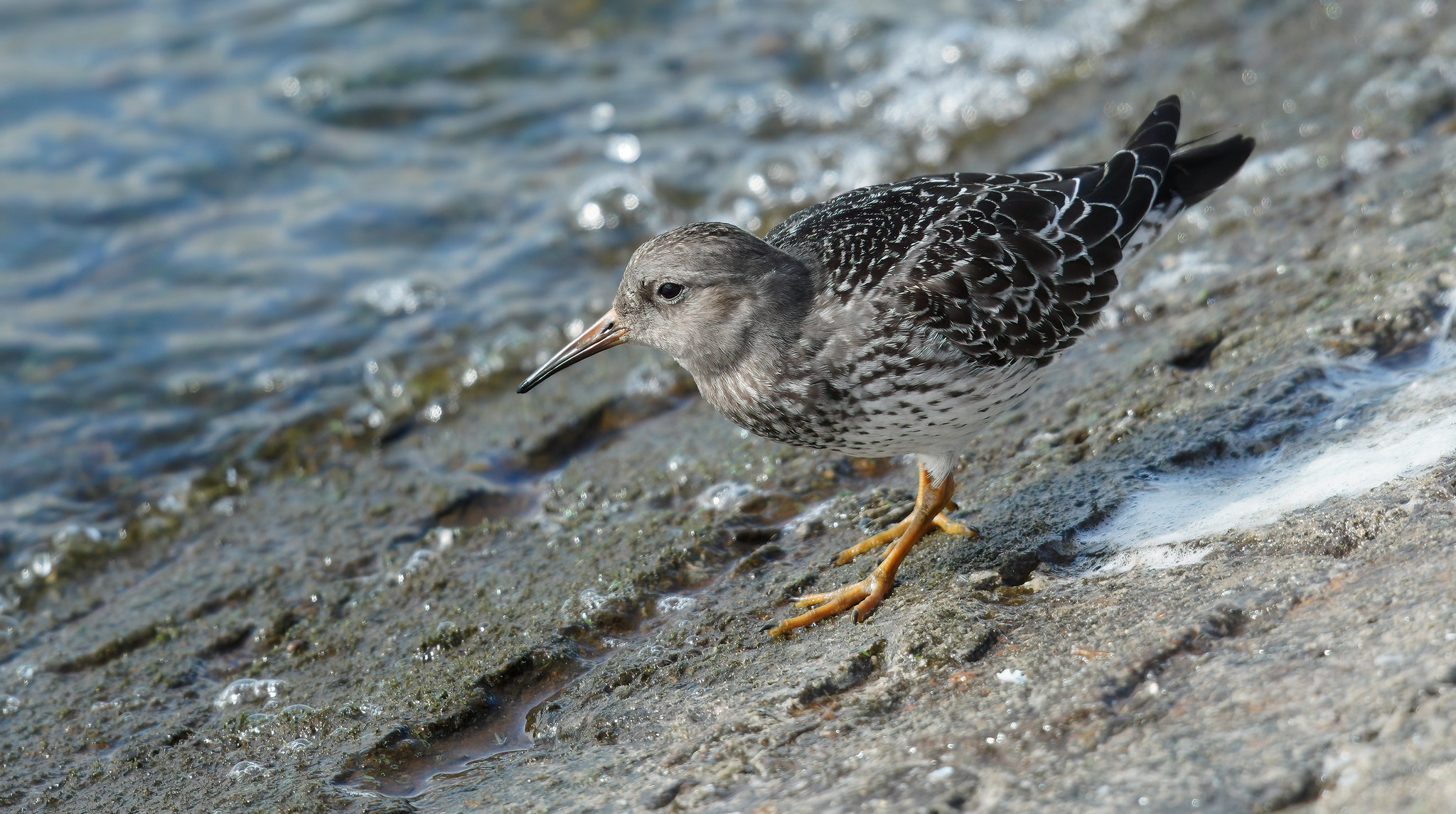 Juv. Purple Sandpiper - messing with CiZoom on A7R4