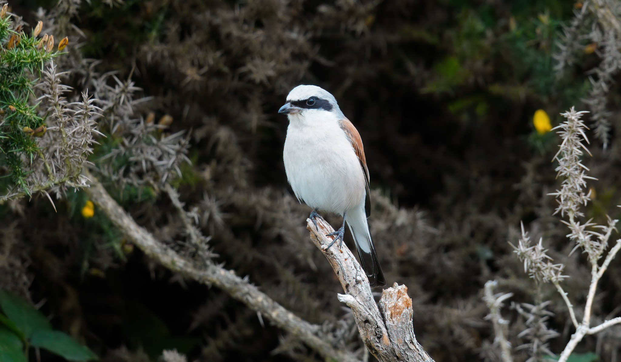 Male Red-backed Shrike - messing with CiZoom on A7R4