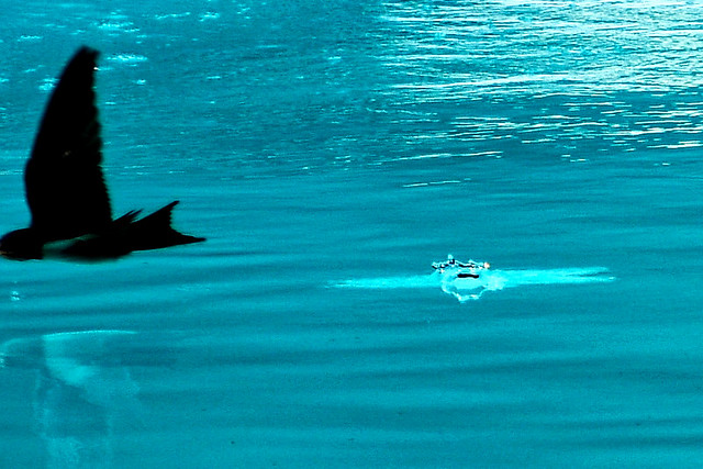 Flight of a swift at the level of the water surface on a summer evening